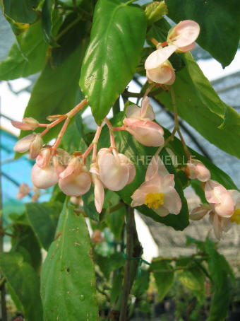 B. ‘Prince de Leige’